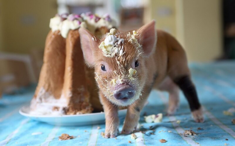 Piglet with Cake