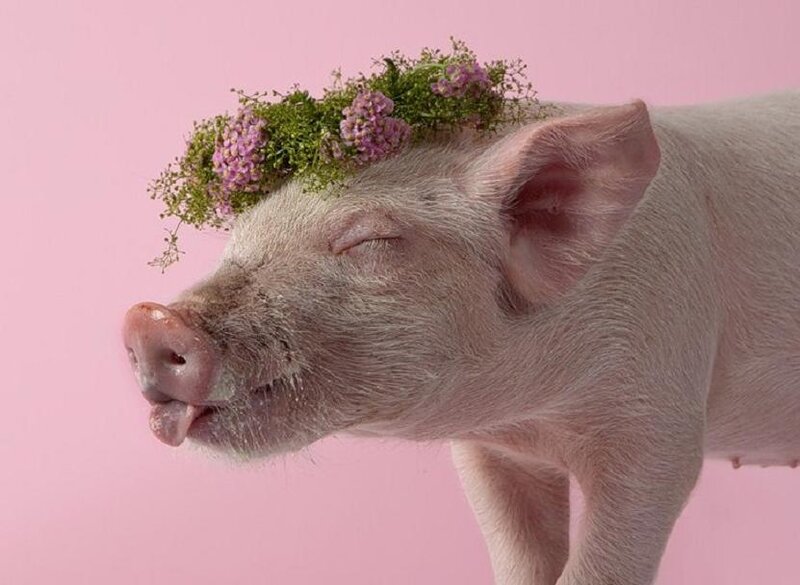 Piglet with Flower Crown