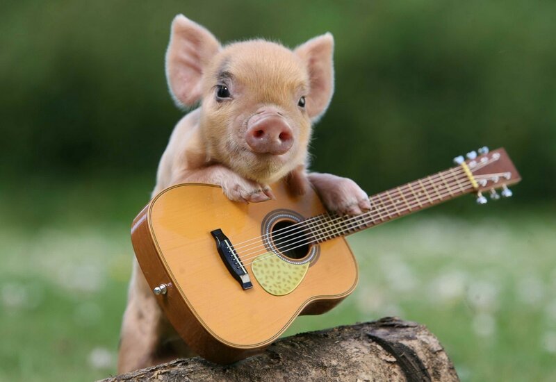 piglet with guitar