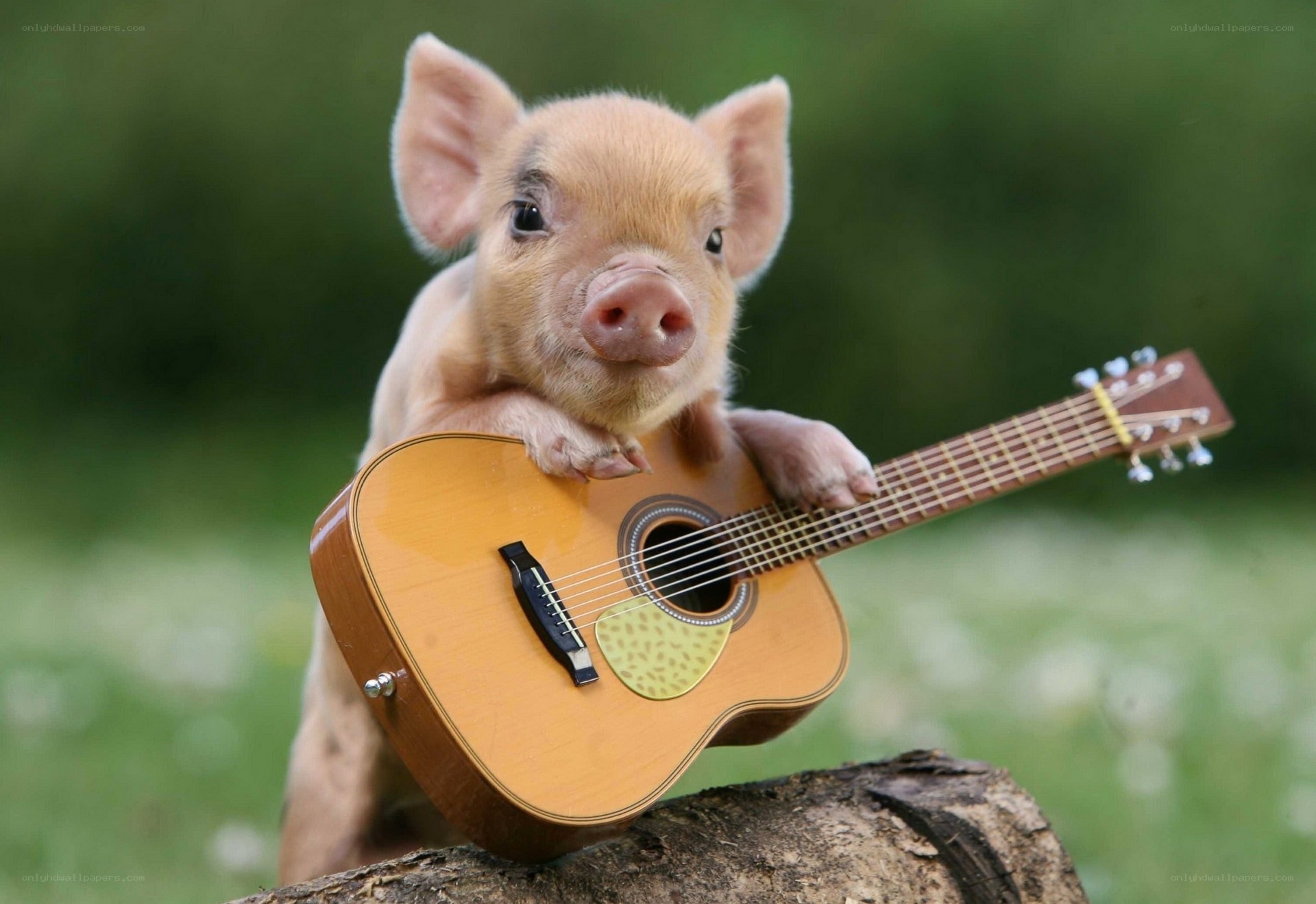 piglet with guitar