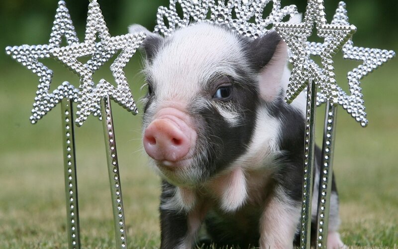 Piglet with Tiara