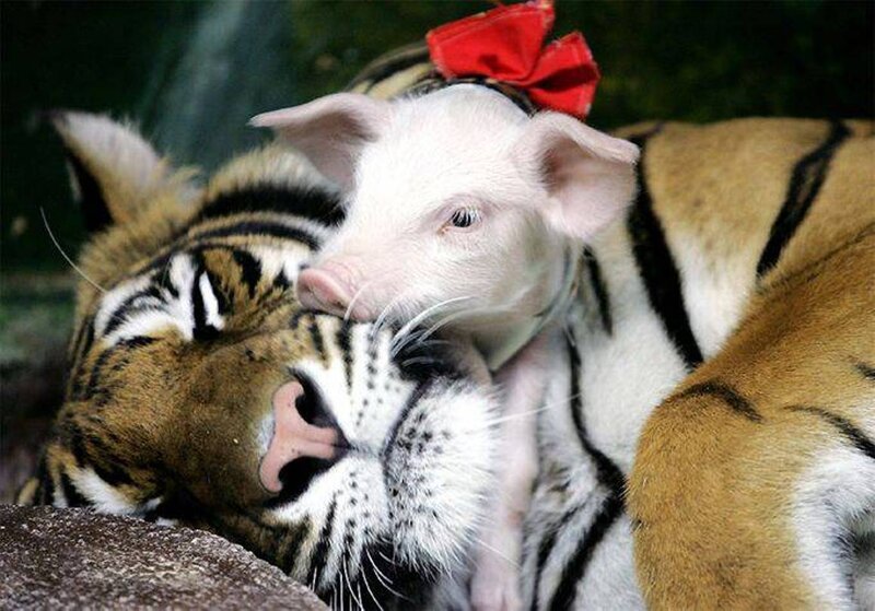 Piglet with Tiger