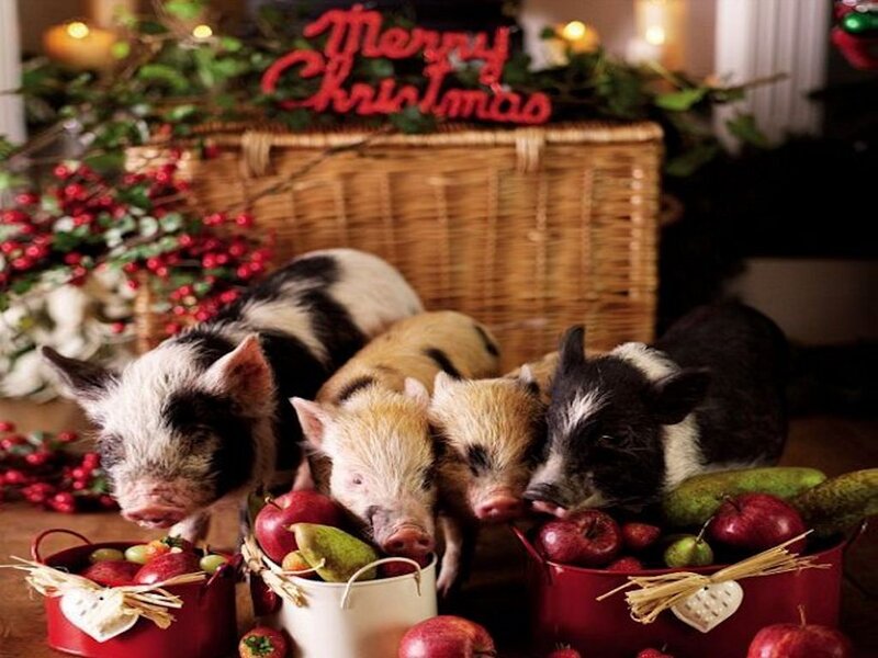 Piglets Eating Apples