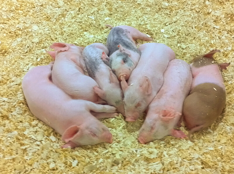 Piglets Huddled Together — Pink