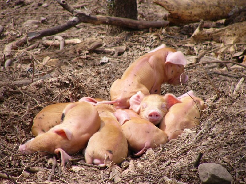 Piglets huddled together