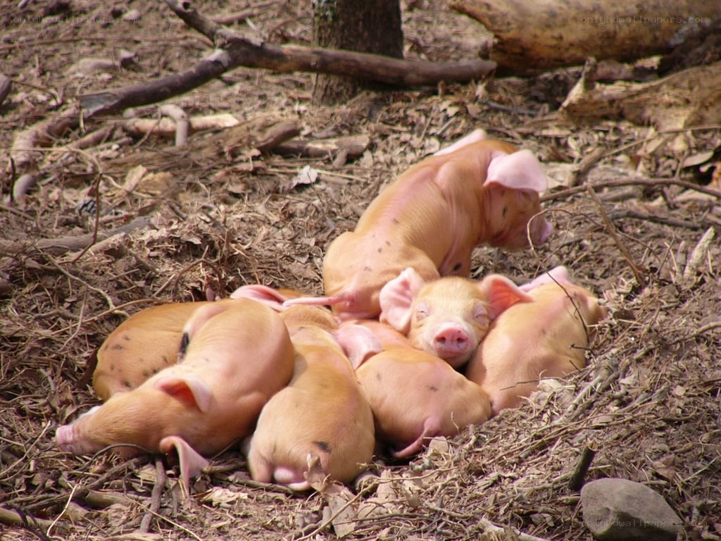 Piglets huddled together