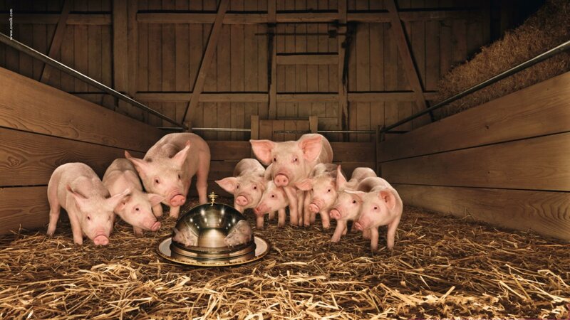 Piglets in a barn