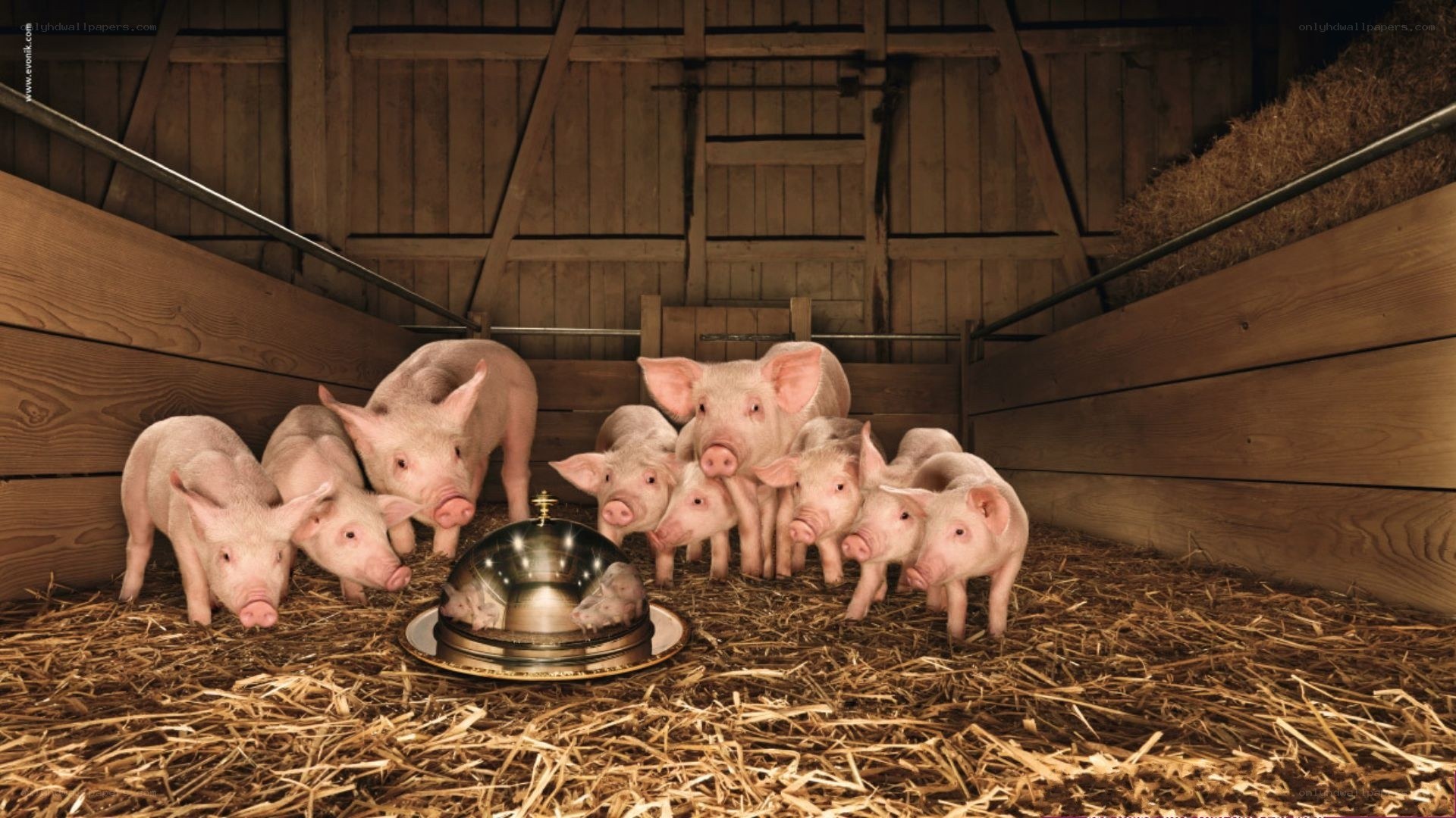 Piglets in a barn
