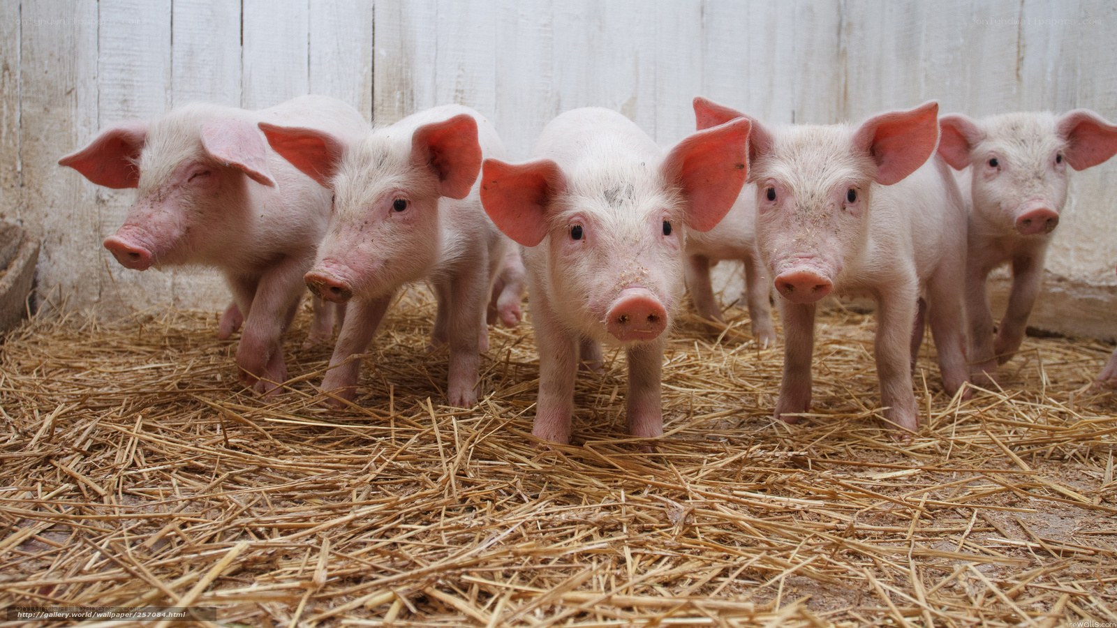 piglets in a barn