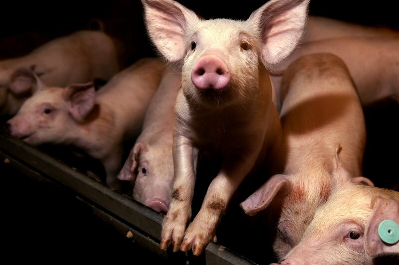 Piglets in a pen