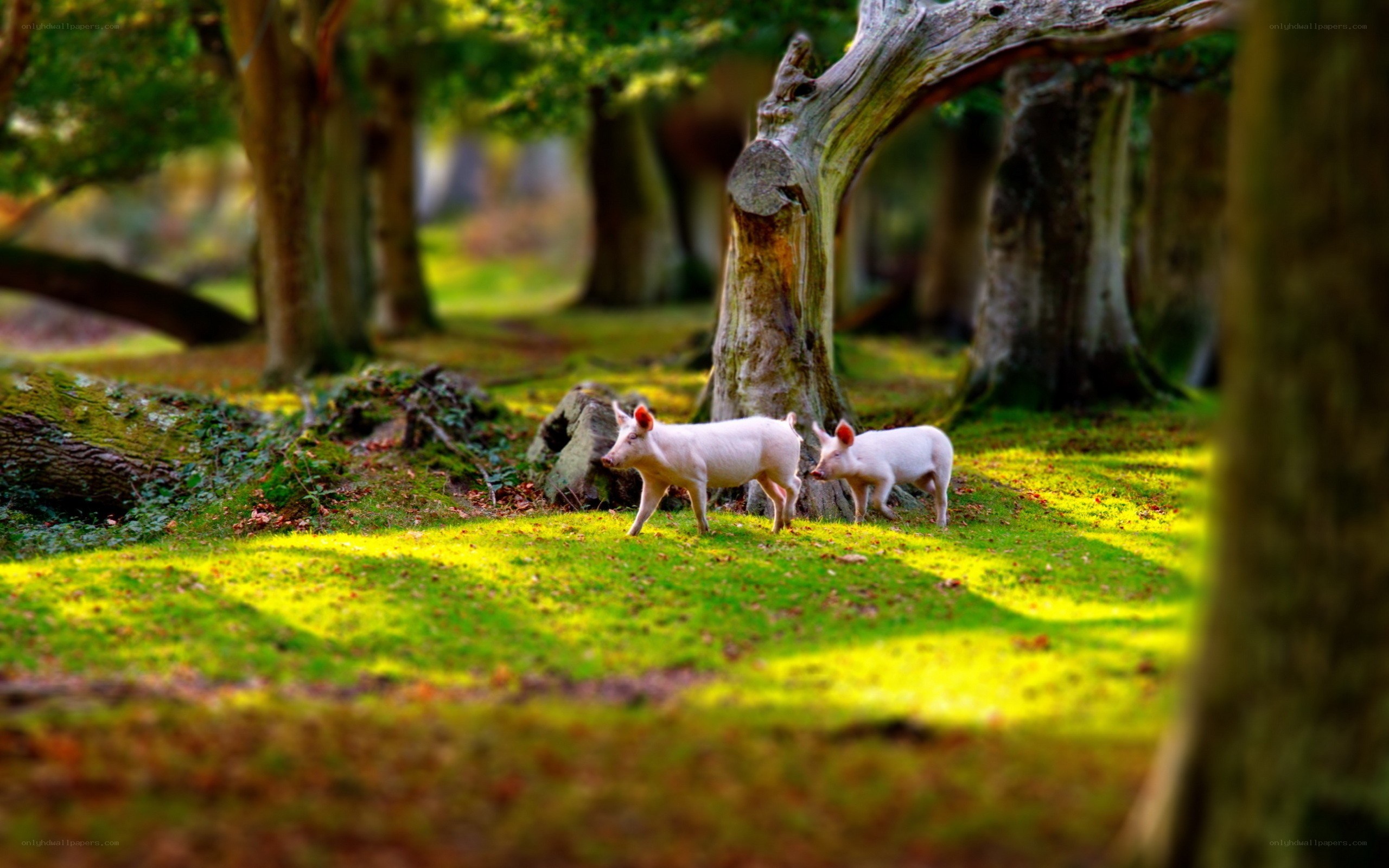 Piglets in a sunlit forest