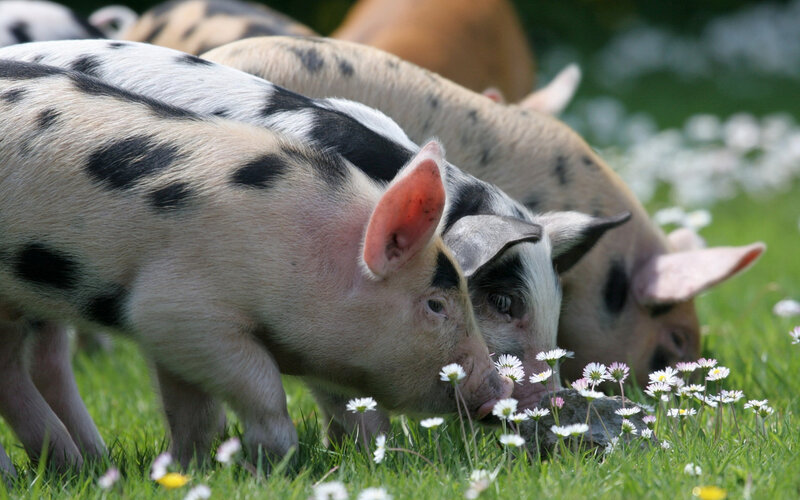 Piglets in Grass — Green