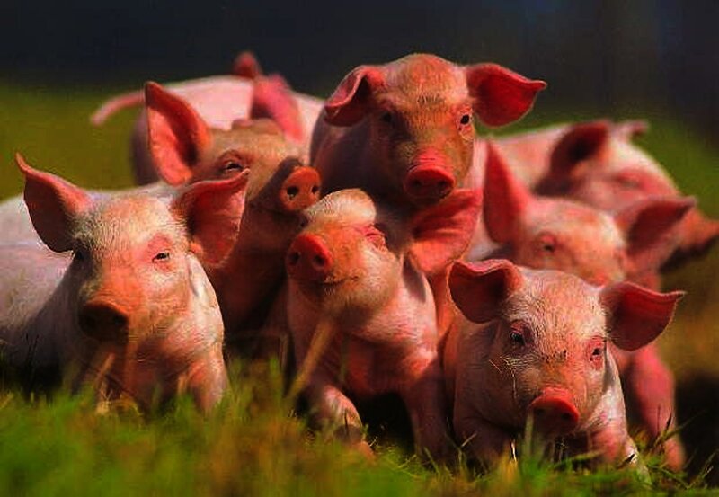 Piglets in Grass
