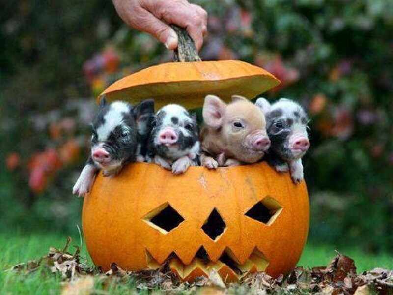 Piglets in Pumpkin — Orange