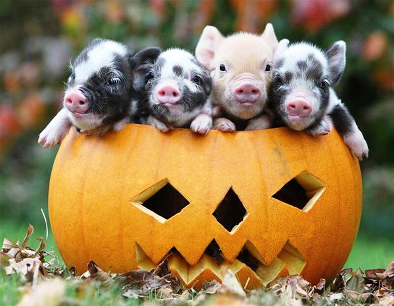 Piglets in Pumpkin