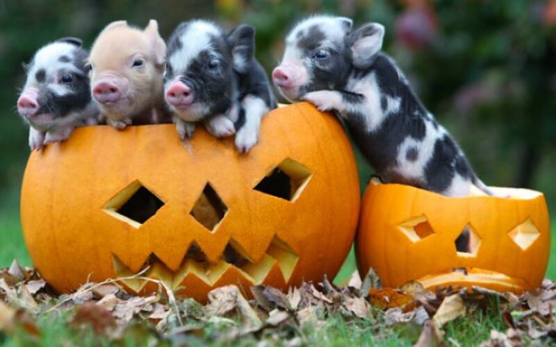 Piglets in Pumpkins