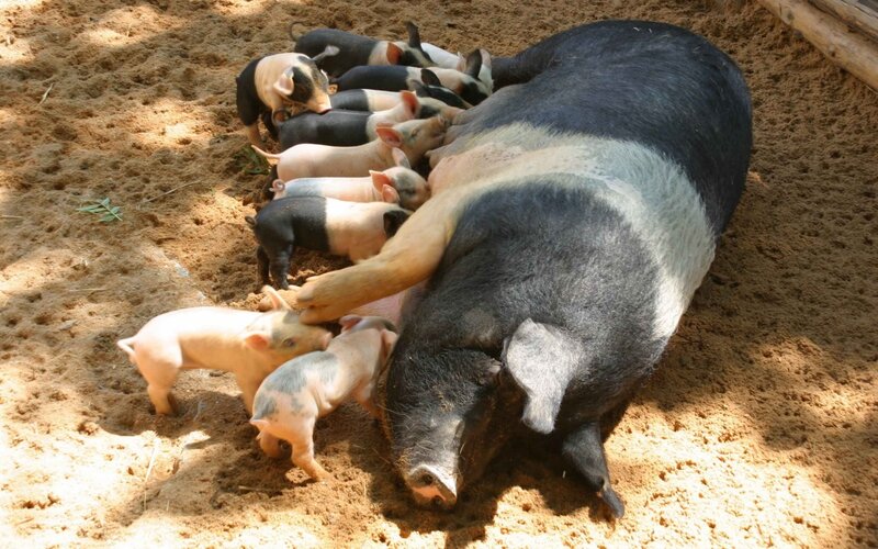 Piglets nursing from sow