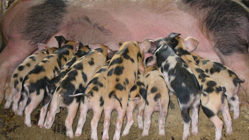 Piglets Nursing
