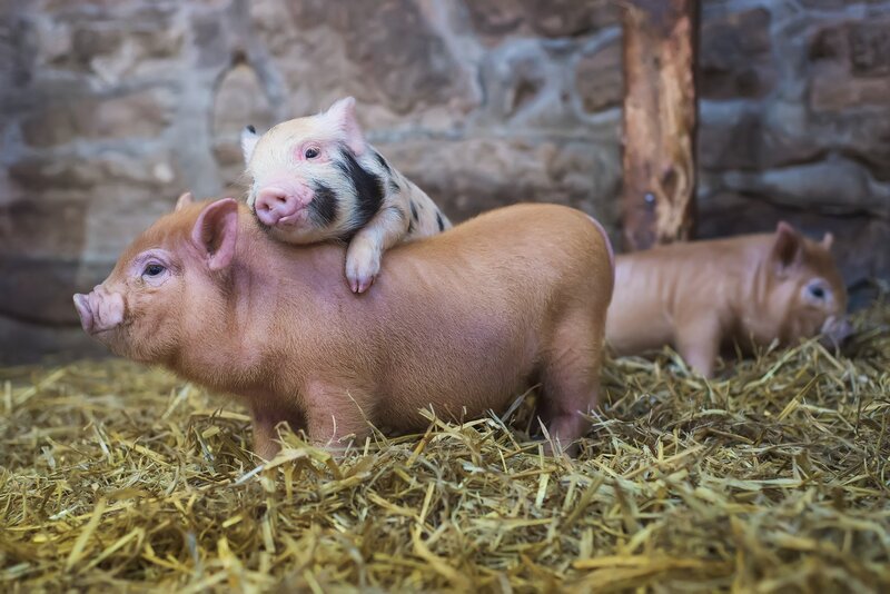 Piglets on Hay — Brown