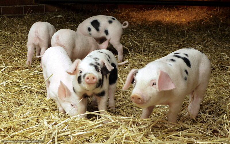 Piglets on Hay — White
