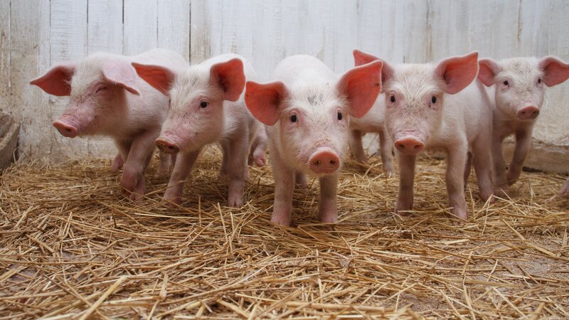 piglets on straw bedding