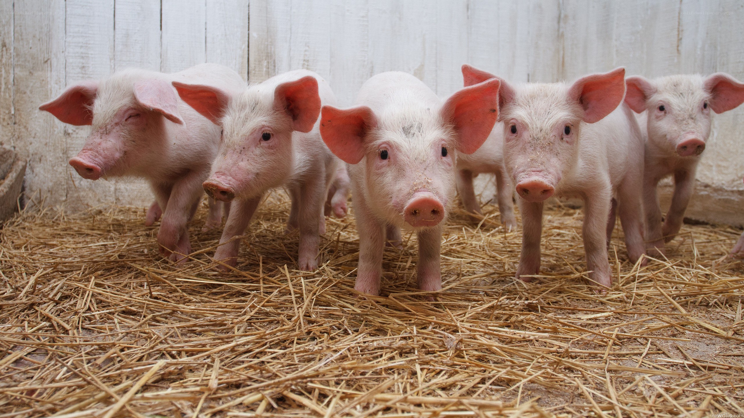 piglets on straw bedding