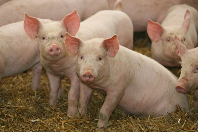 Piglets on Straw