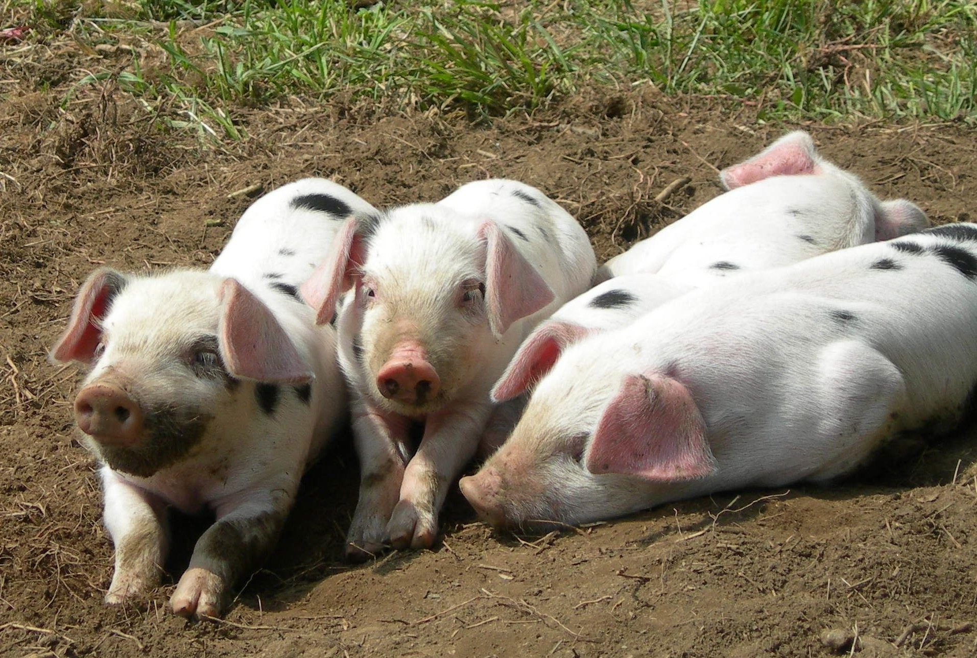 Piglets resting in the dirt