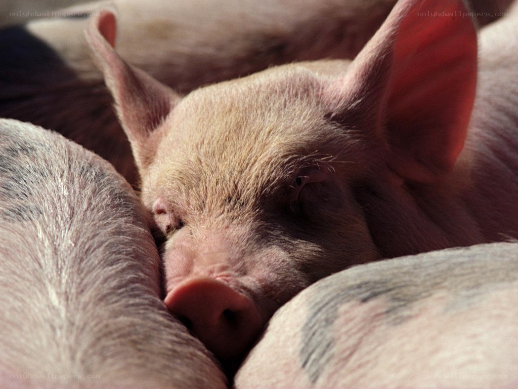 Piglets resting together