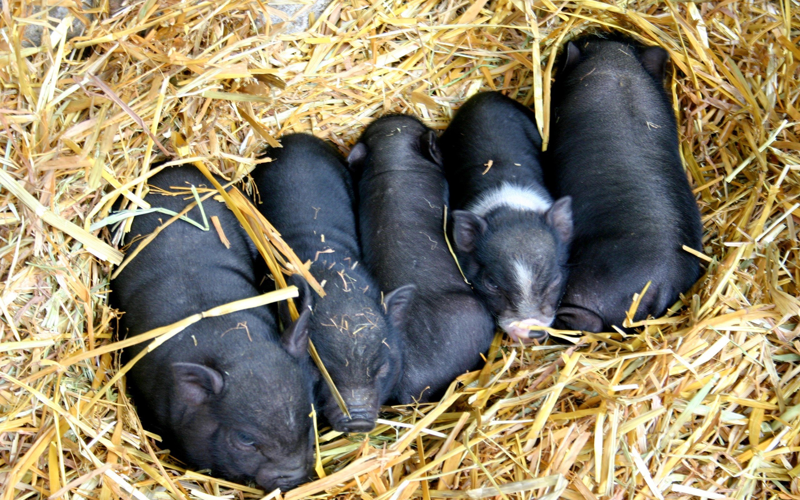 piglets sleeping in hay
