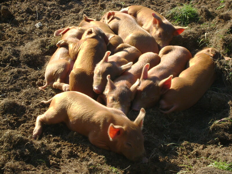 Piglets Sleeping Together — Brown