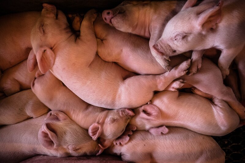 Piglets Sleeping Together — Pink, Calm, Photograph