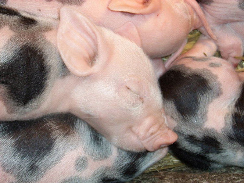 Piglets Sleeping Together — Pink, Calm