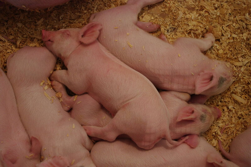 Piglets Sleeping Together — Pink