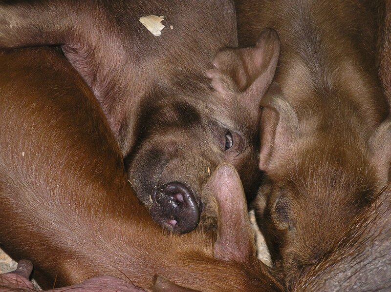 Piglets sleeping together