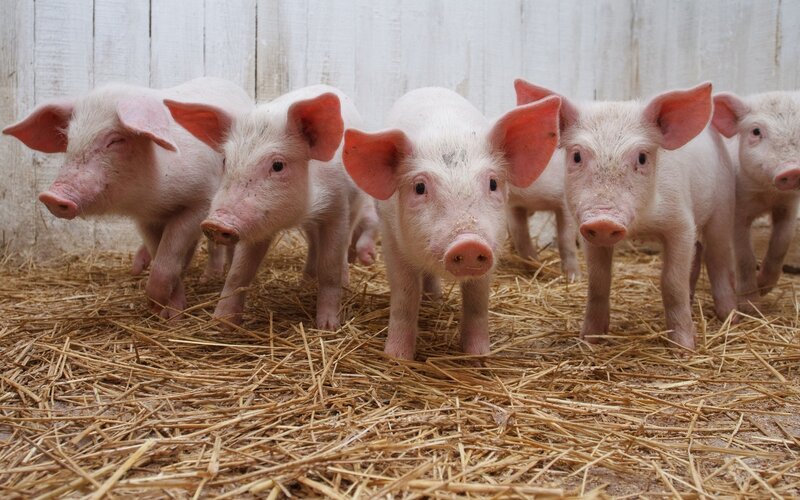 piglets standing in straw