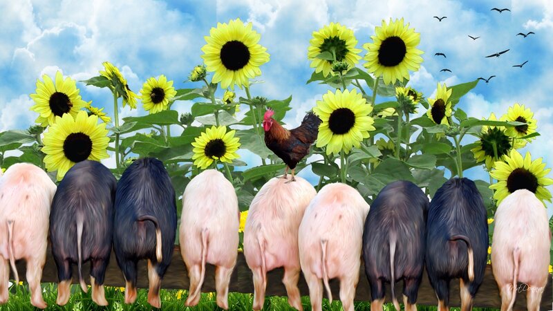 Pigs and Rooster in Field