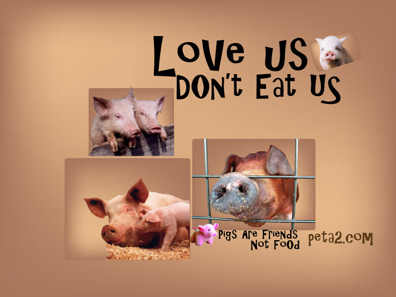 Pigs Are Friends Not Food