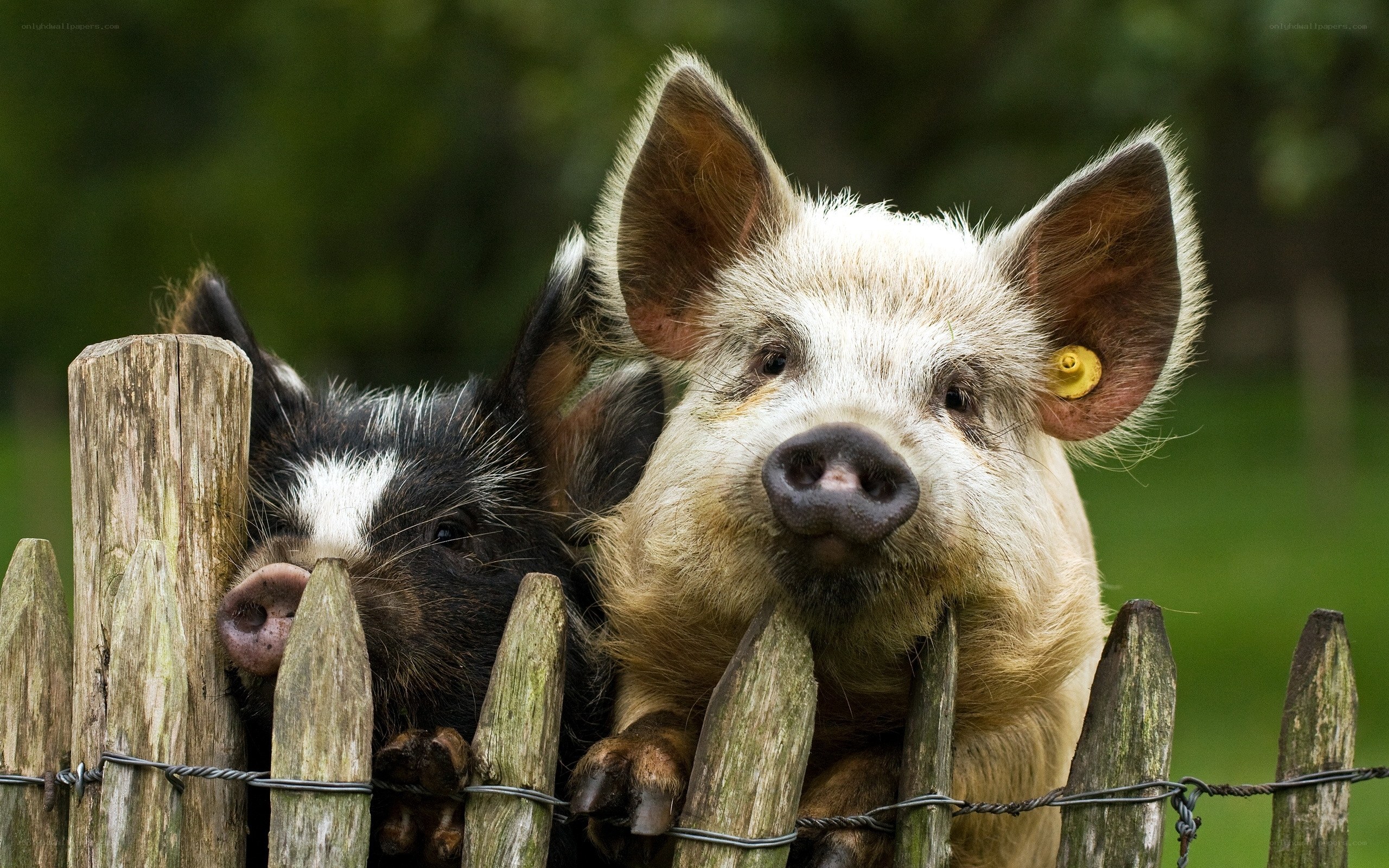 Pigs at a wooden fence