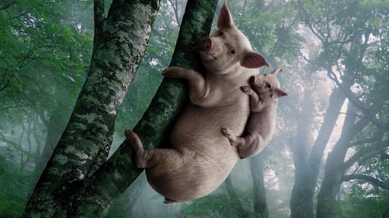 Pigs climbing a tree