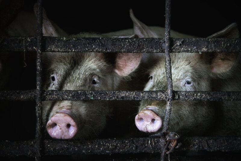 Pigs in a Cage