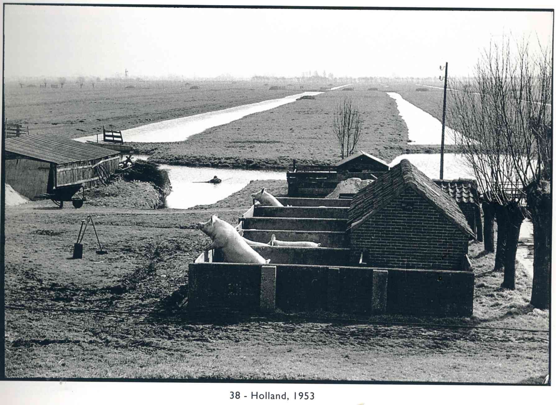 Pigs in a Dutch field