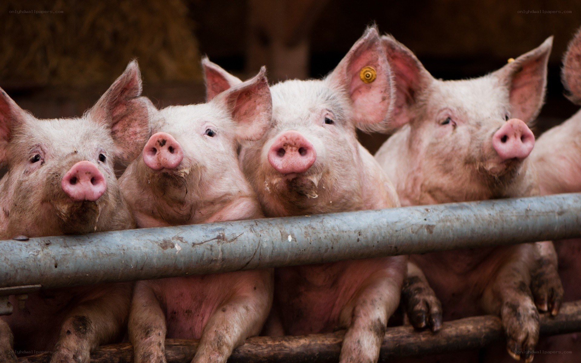 pigs in a farm pen