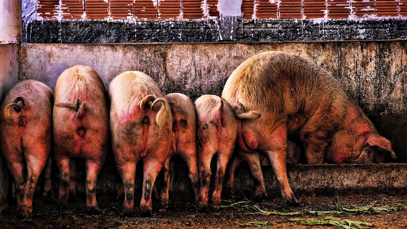 Pigs in a Pen