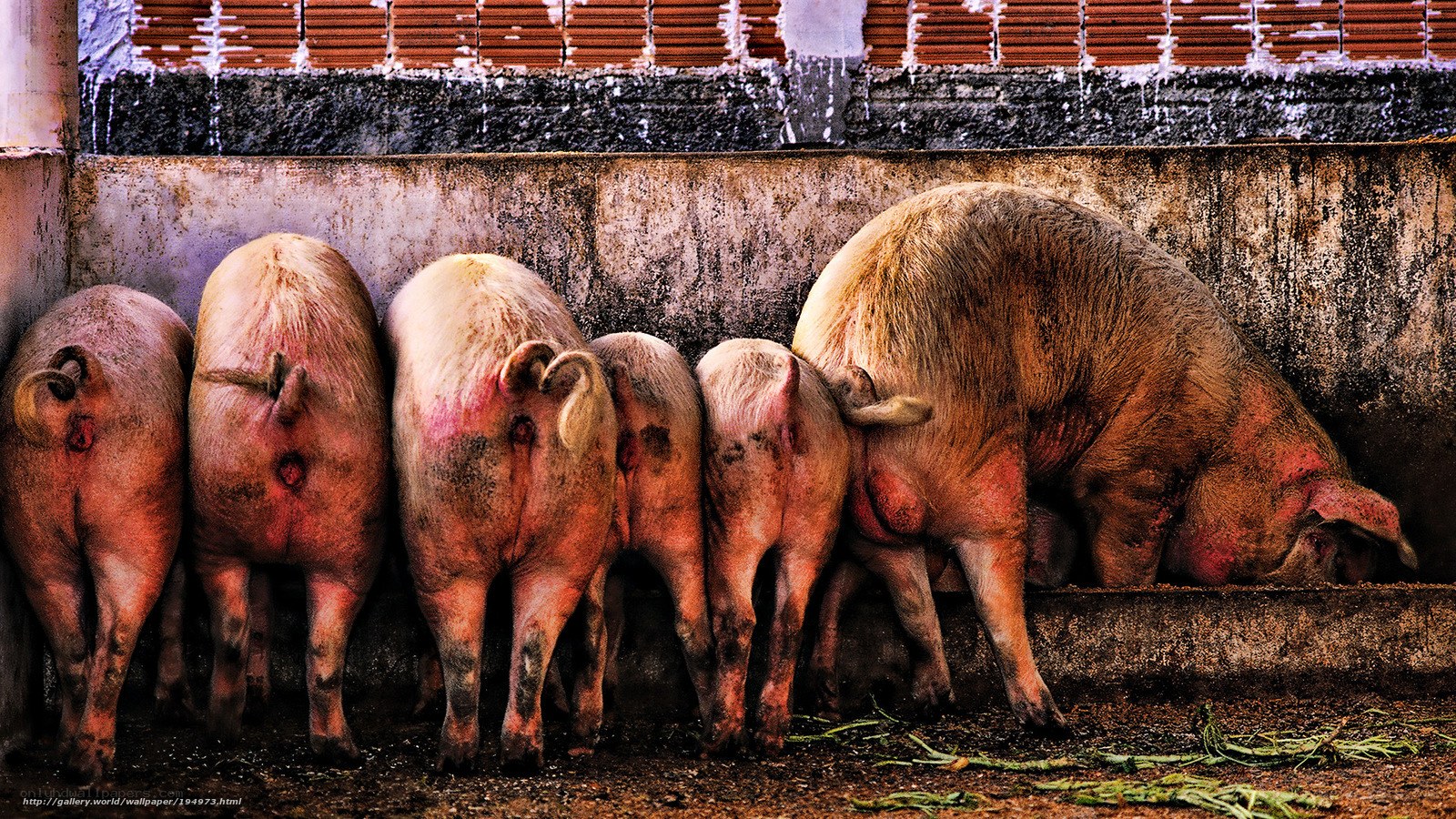 pigs in a row at farm