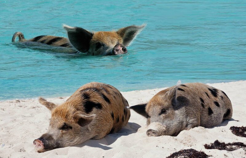Pigs on Beach
