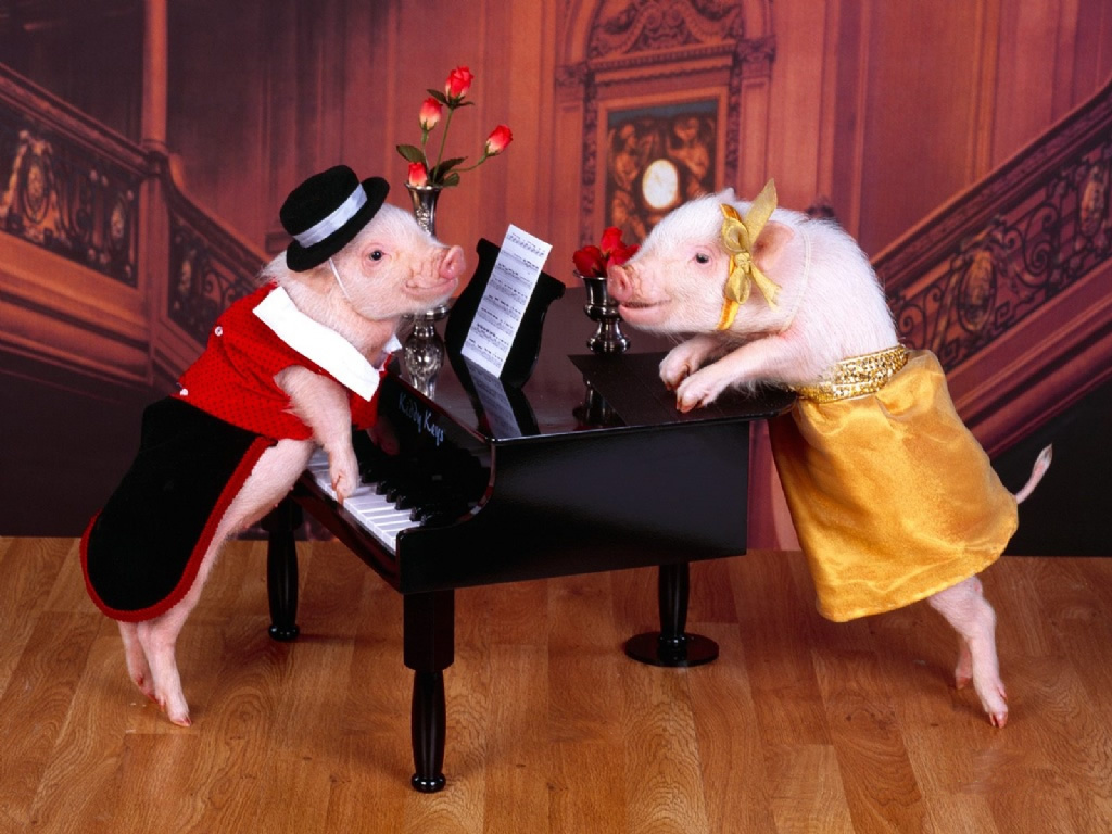 Pigs playing piano together