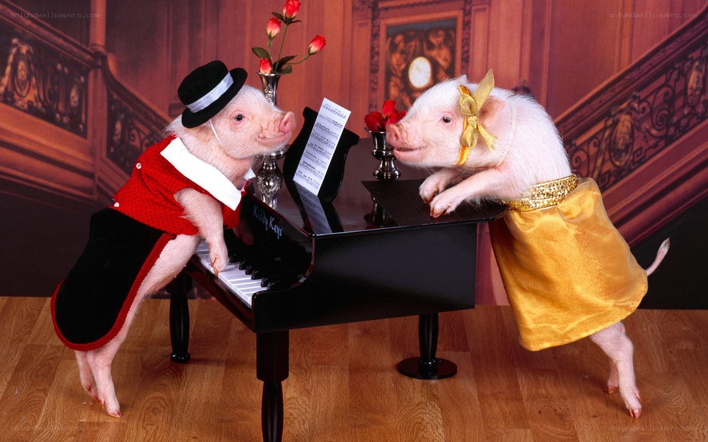 pigs playing piano together