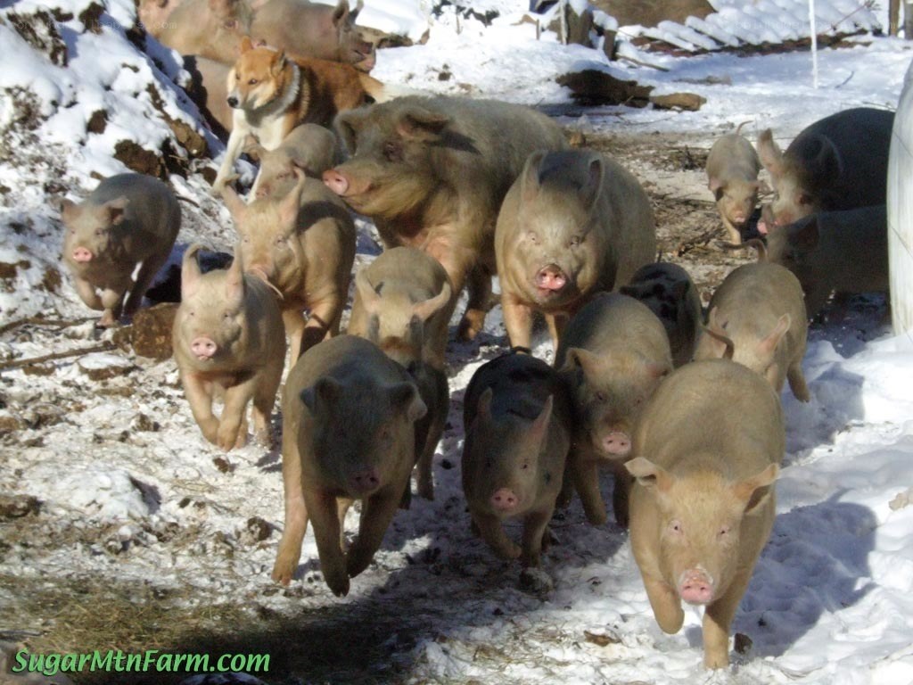 Pigs running in the snow