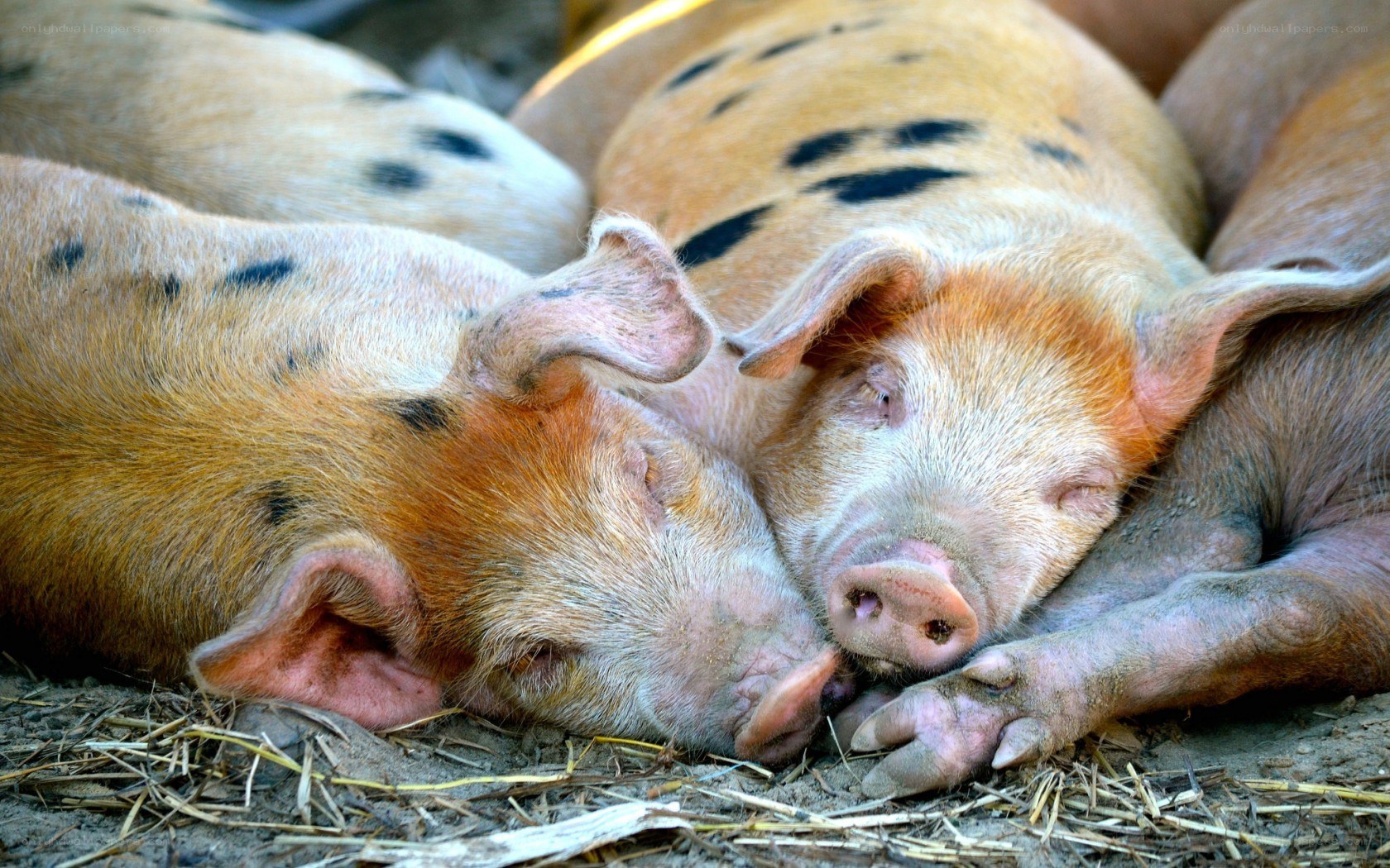 Pigs sleeping together